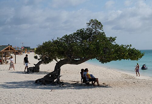 Pale sand, turquoise water and a divi-divi tree at Eagle Beach in Aruba