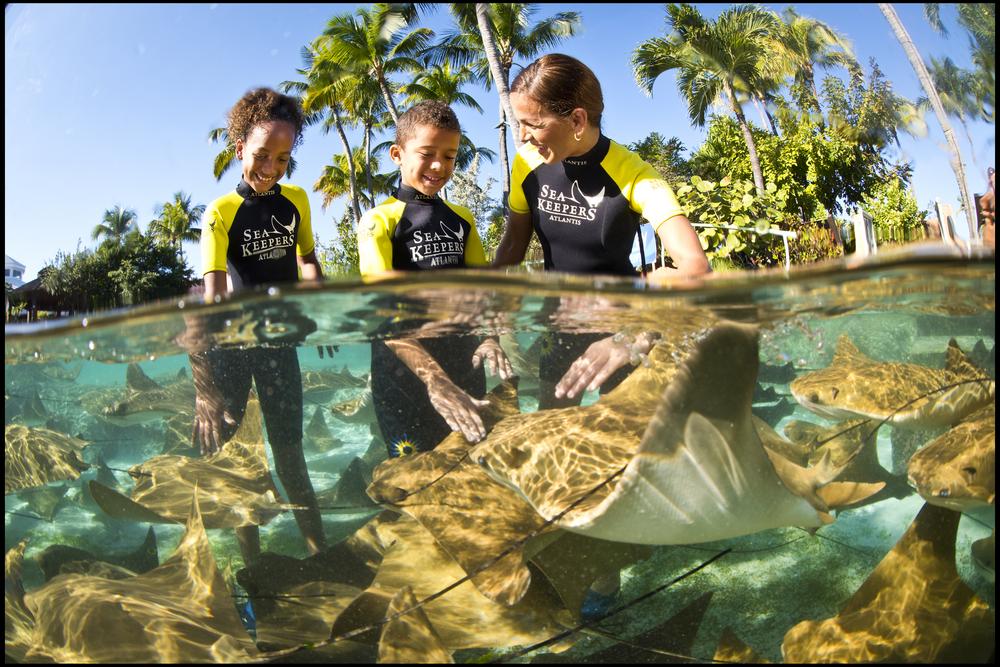 Guest meeting a ray during a marine program at Atlantis Paradise Island