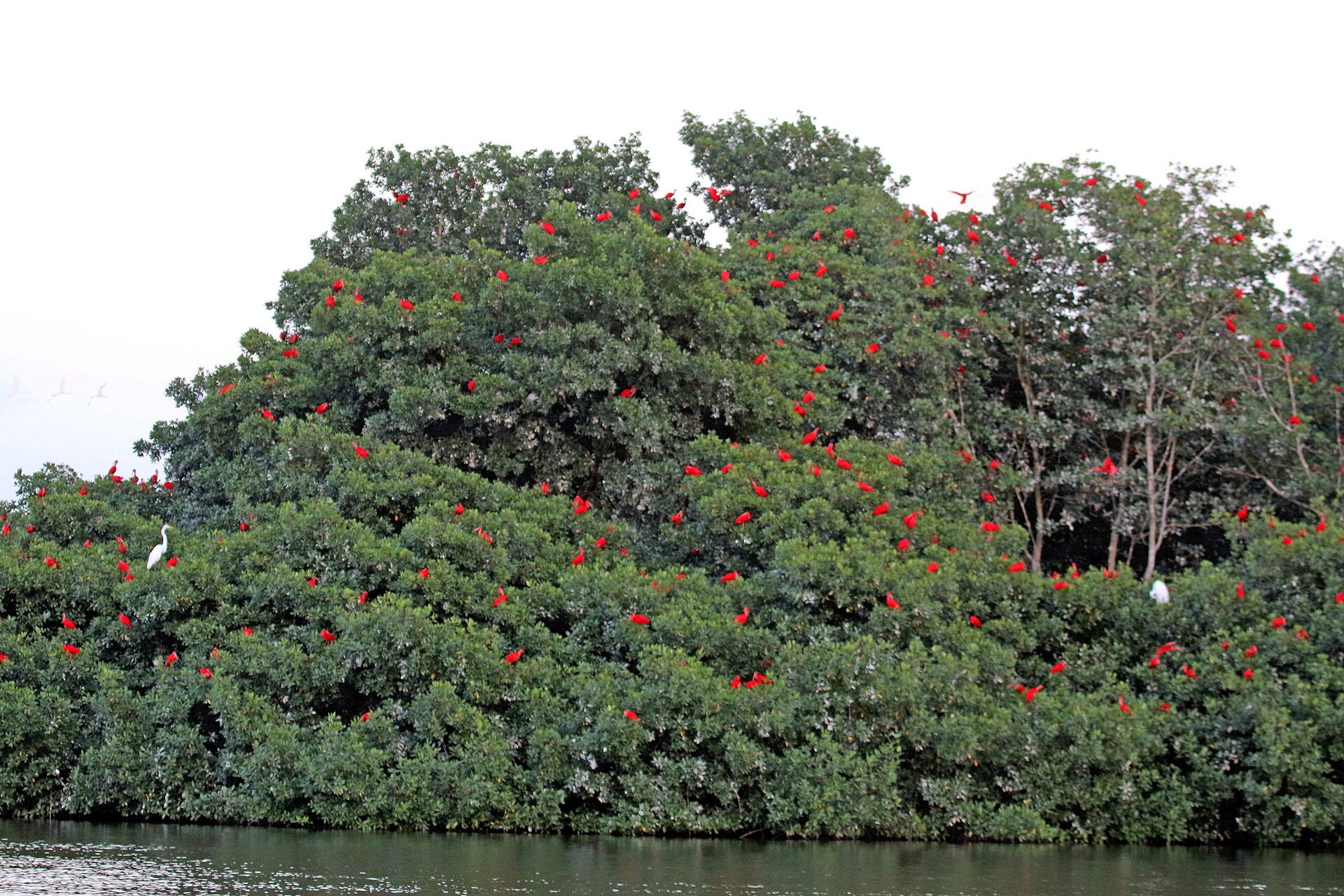 Scarlet ibises returning to roost in Caroni Swamp, Trinidad