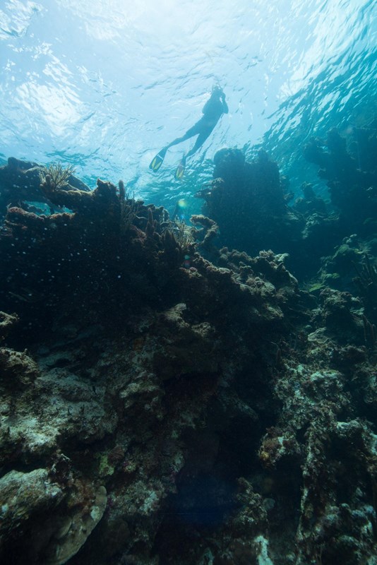 Snorkeler above elkhorn coral at Buck Island Reef National Monument
